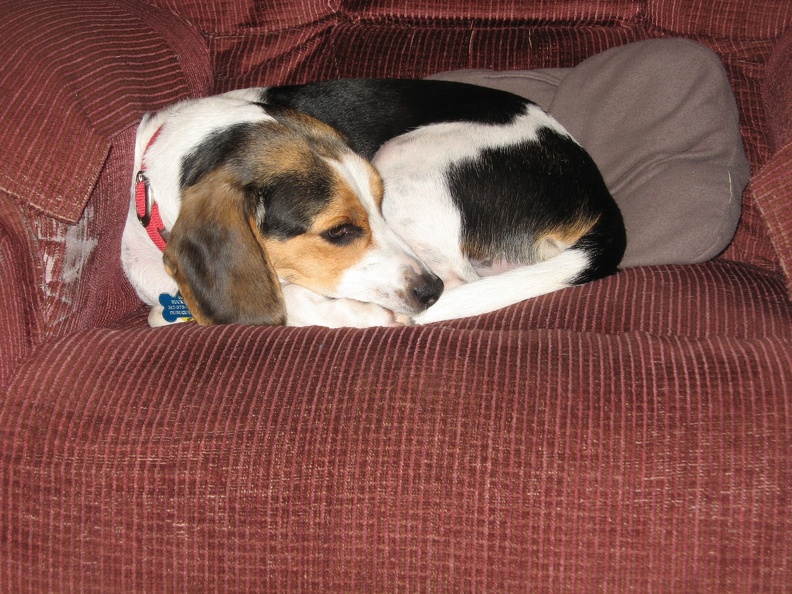 20 Buckley Snuggled.JPG